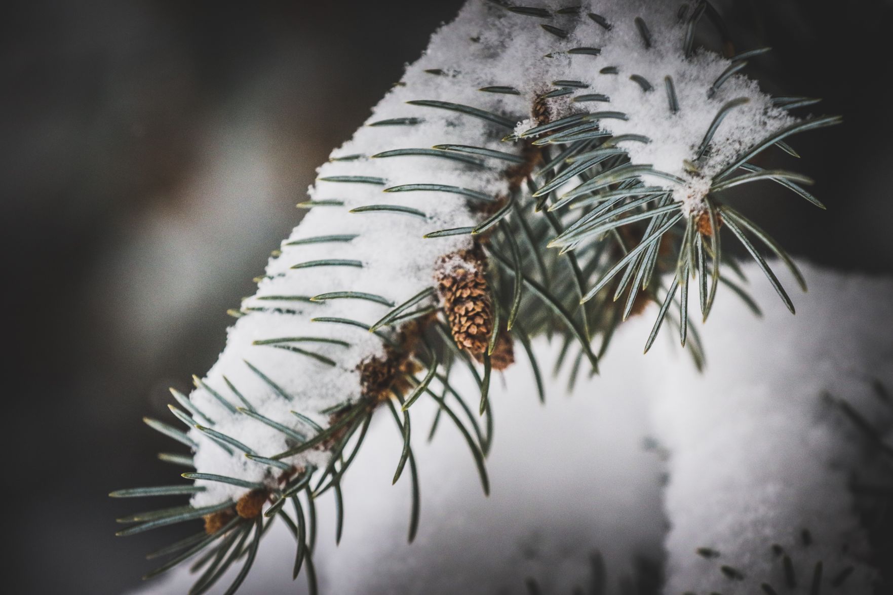 PHOTOS: November Snow, photos from Star-Herald staff and readers